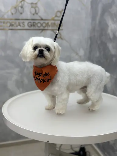 Victoria's Grooming - salon groomerski , psi fryzjer , spa dla psów Opole